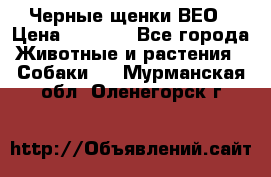 Черные щенки ВЕО › Цена ­ 5 000 - Все города Животные и растения » Собаки   . Мурманская обл.,Оленегорск г.